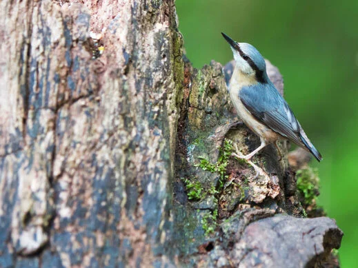 Nuthatch.jpg