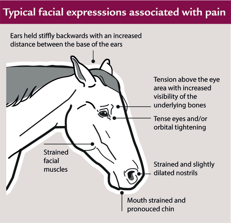 Pain face diagram.png