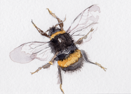 Bee.png