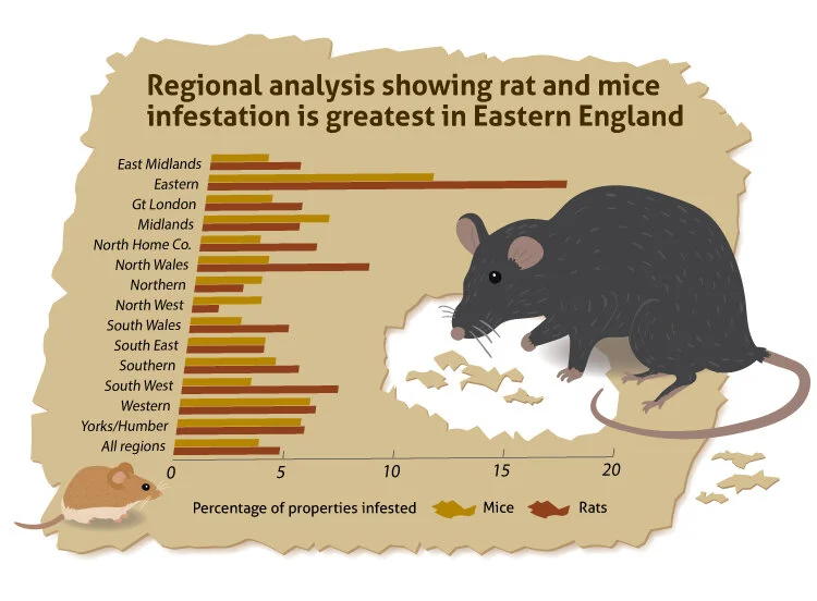 Rat-infestation-V2.jpg