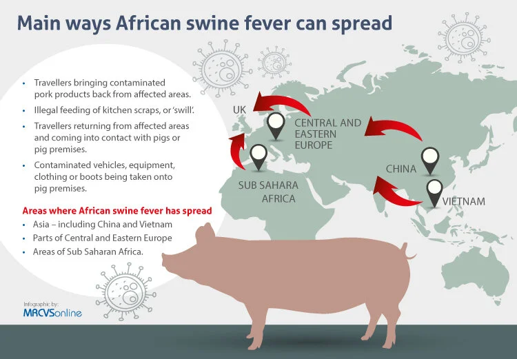 Swine-flu.jpg