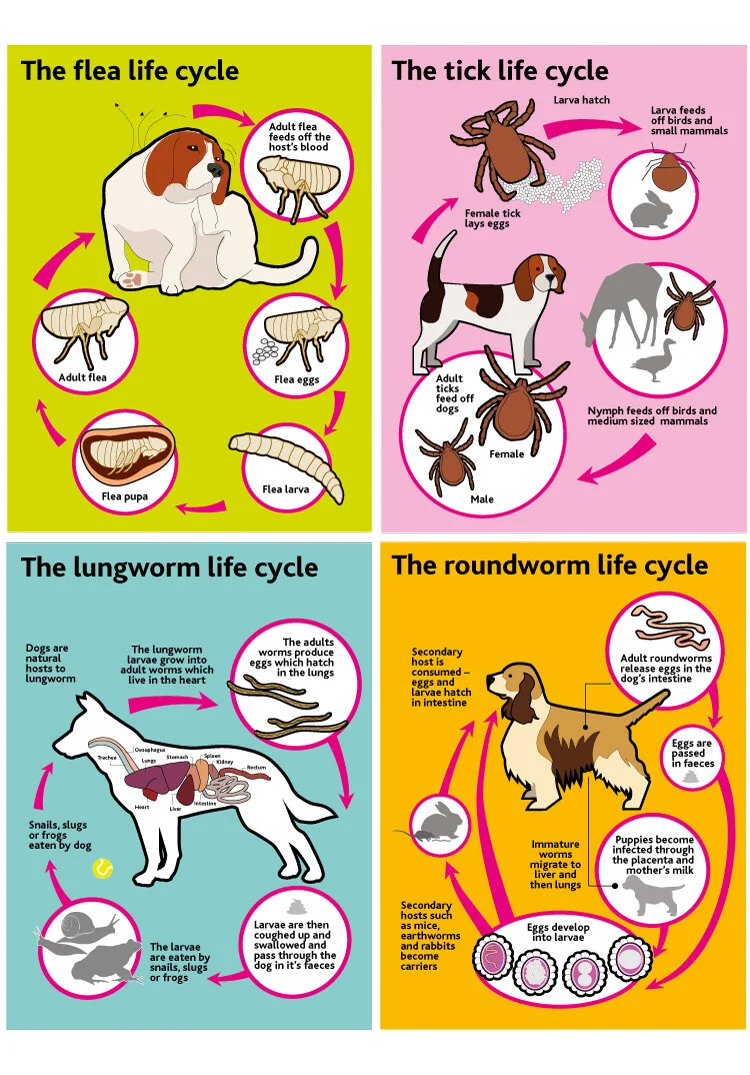 parasite_lifecycle.jpg