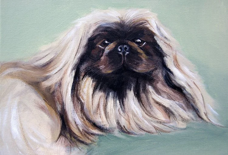 Pekingese.jpg