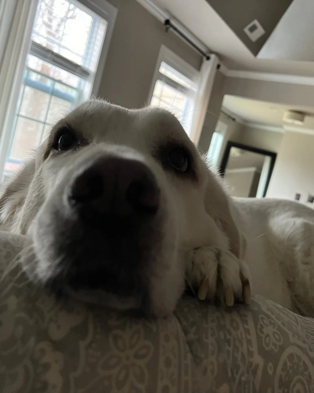 We said goodbye to our good boy today. I fought. He fought. But today we knew it was time. We will miss his tippy tapping down the hall. The snuggly naps. The insistence on being underfoot in the kitchen.