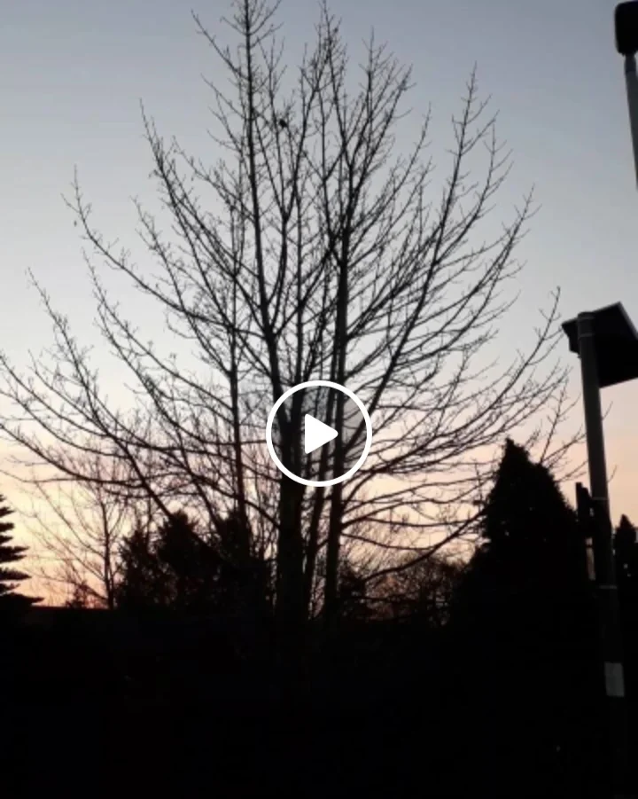      

 
   crystallised windscreen  seaside candyfloss sunrise  goldcrest entertains   
 






















     