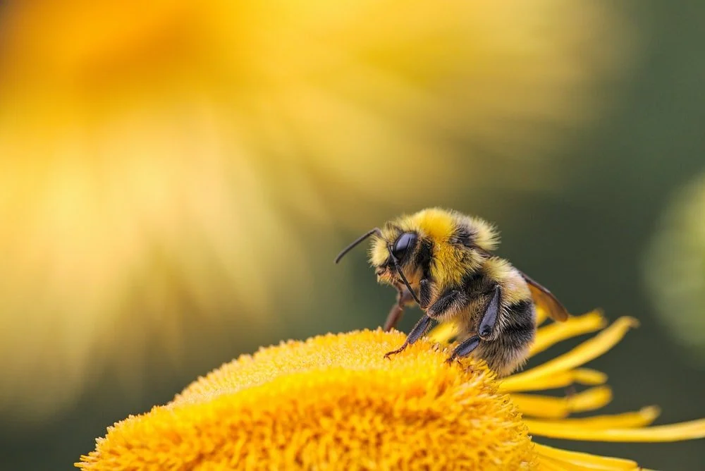Bees2.jpg