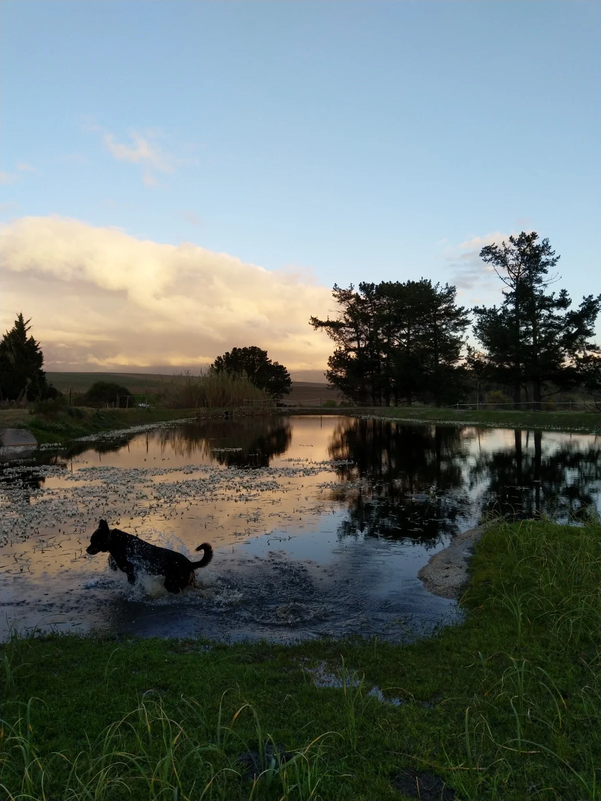 After the winter rains, the dams are (hopefully) all filled to the brim. My garndparents’ dog, Titania, splashing through waterblommetjies.