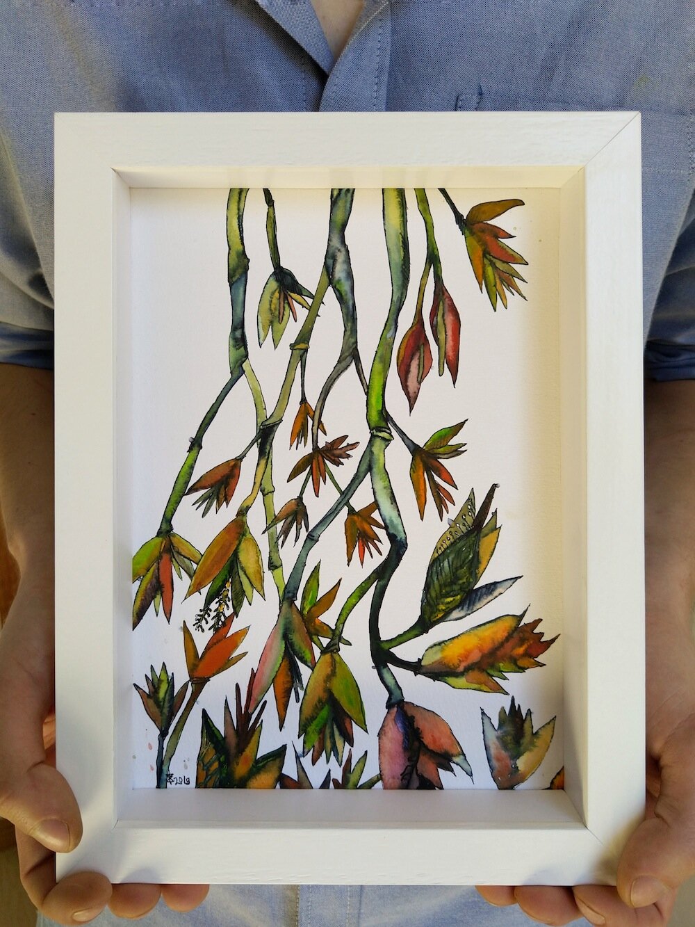 Strelitzia Forest.