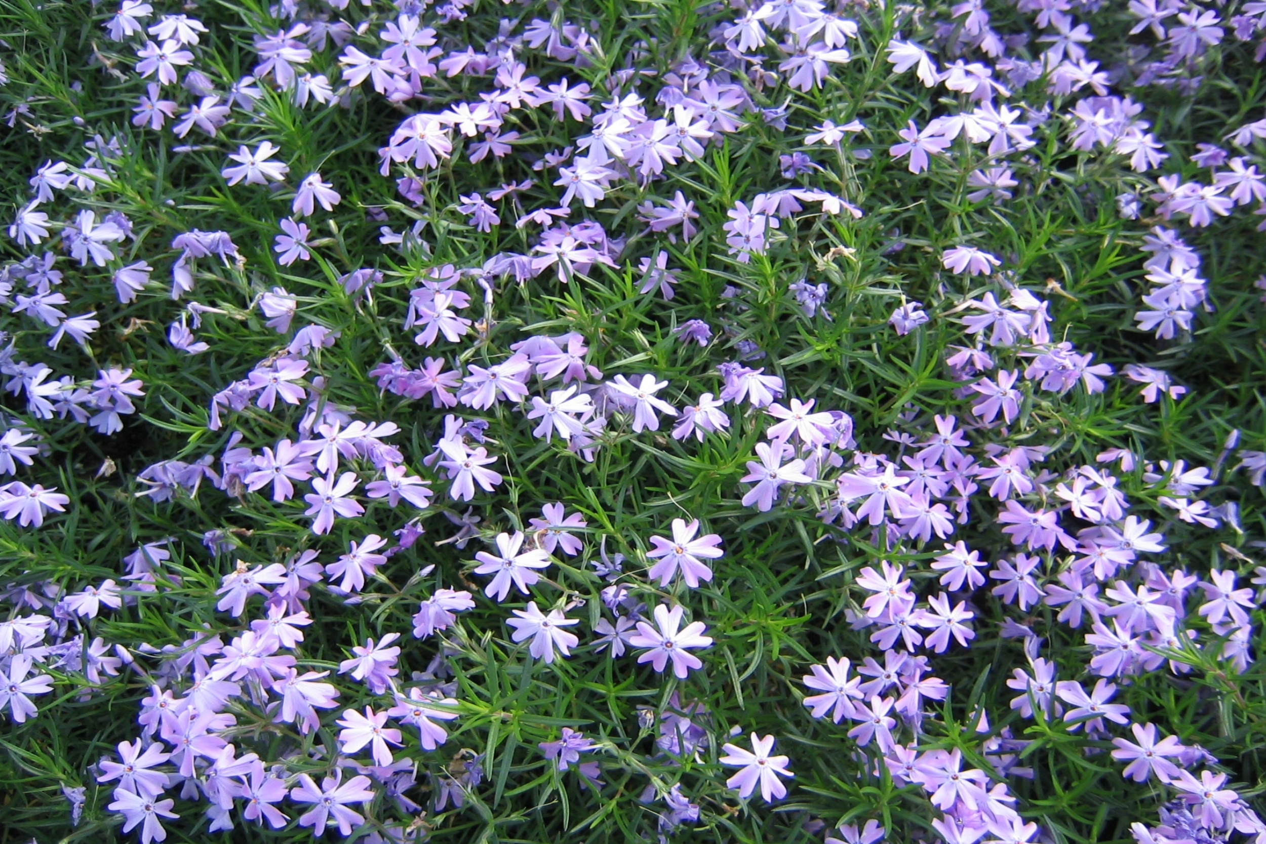 Phlox sub., Emerald Blue 2.jpg