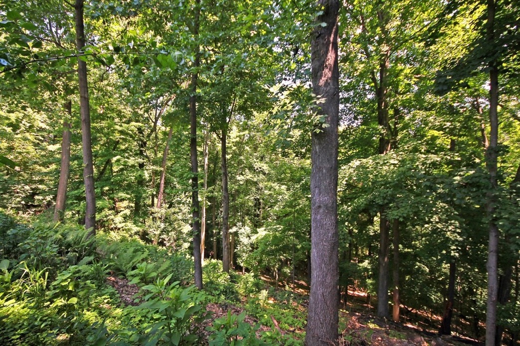 woods_edit.jpg