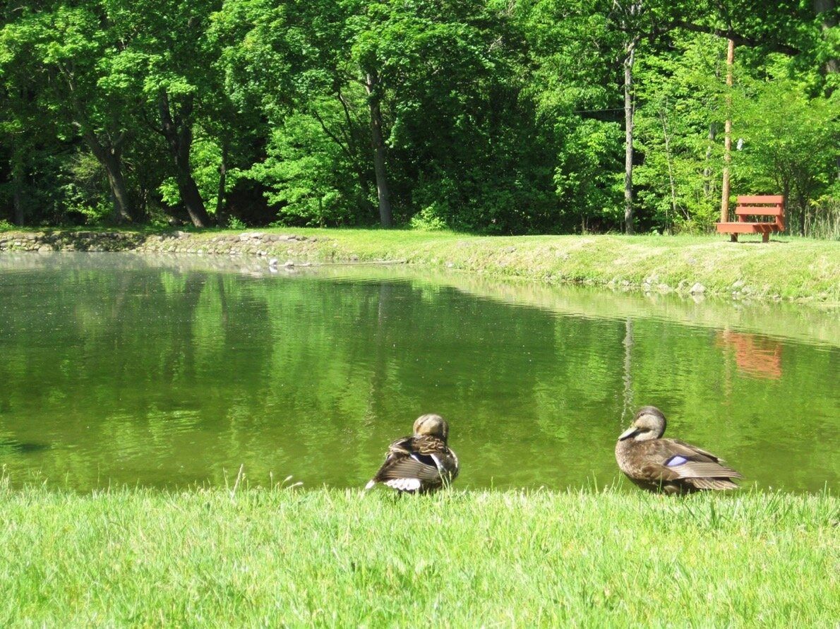 IMG_1660+-+Two+Ducks+with+view+of+pond+and+bench.jpg