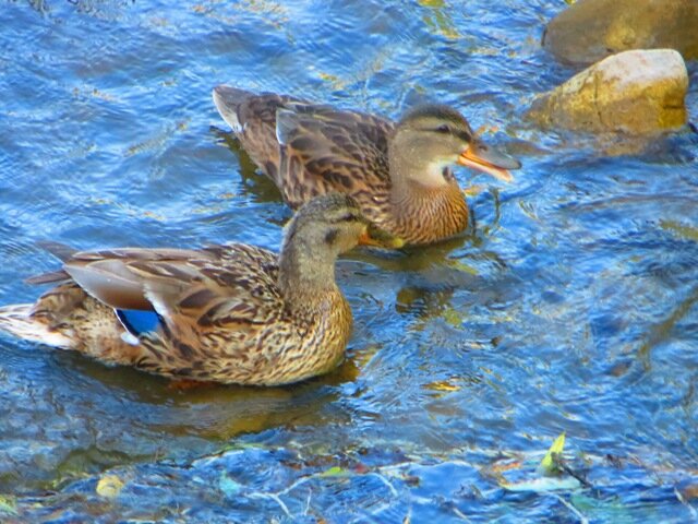 IMG_8356+-+LR+-+Mendon+Ponds+Park+Ducks.jpg