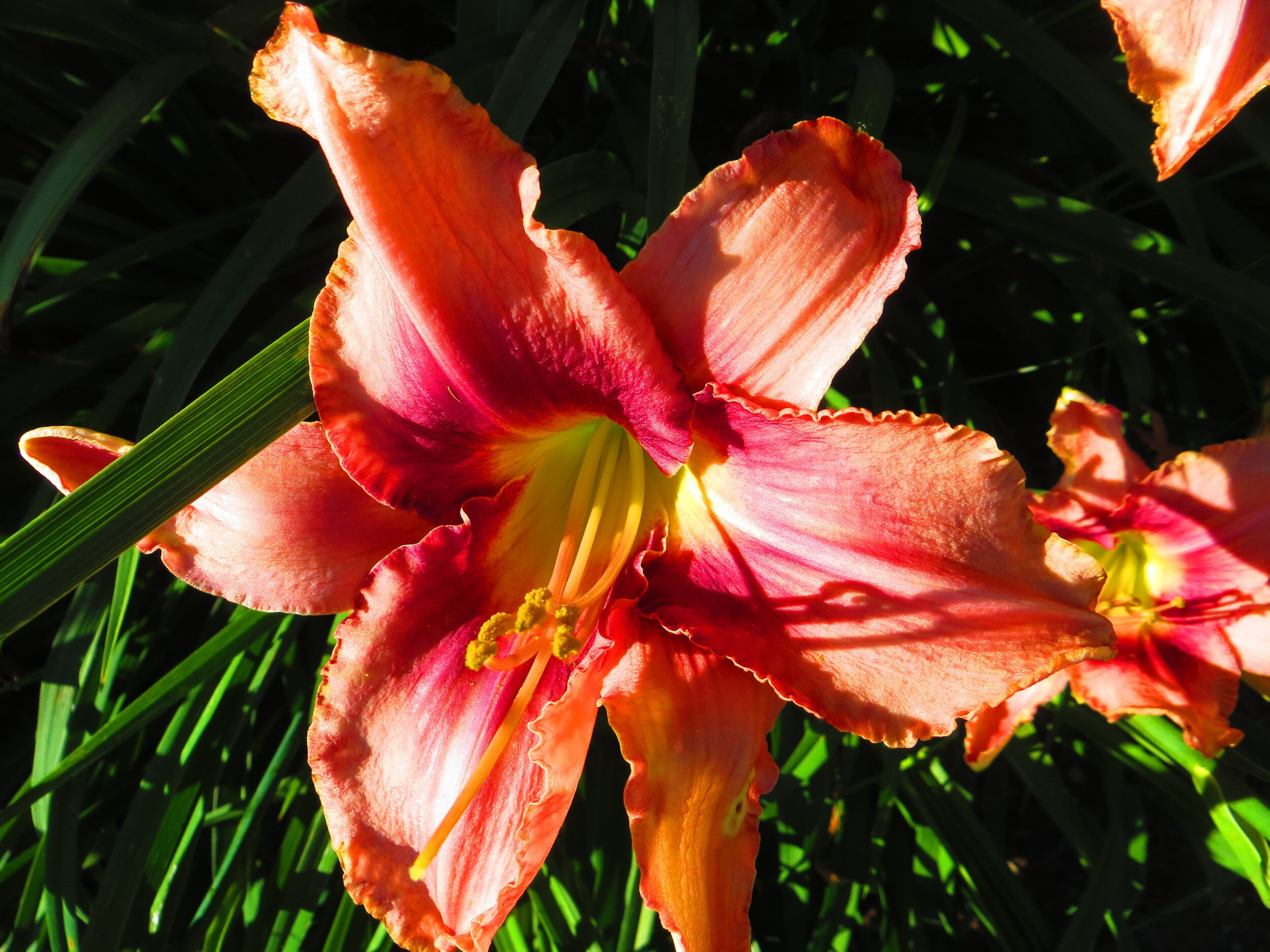 IMG_8380+-+Orange+Iris+Flower.jpg