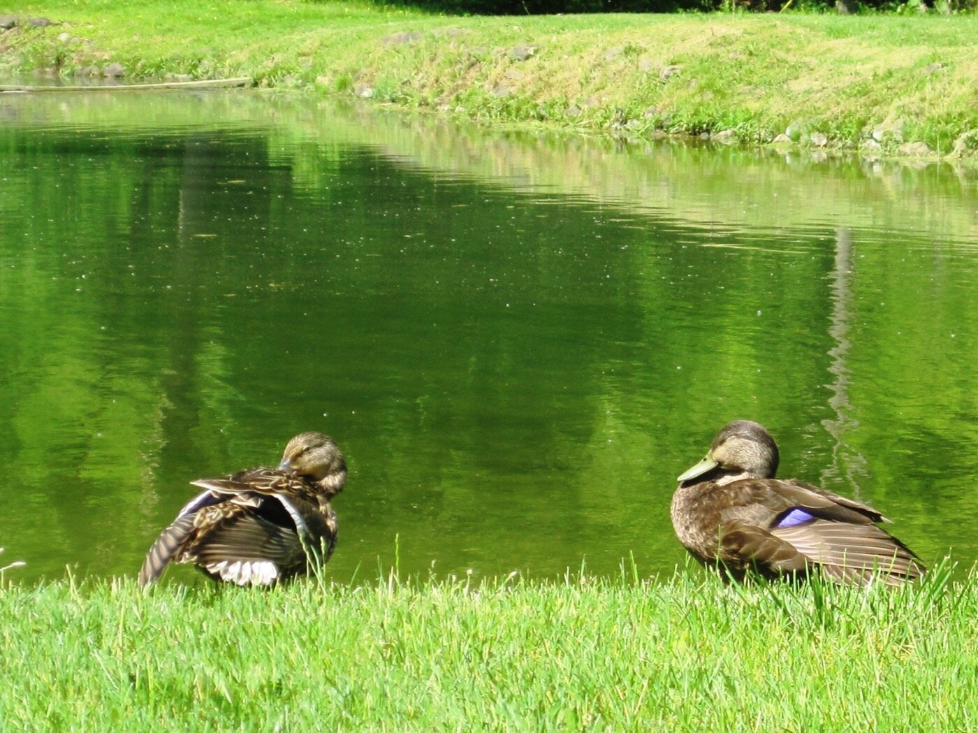 IMG_1657+-+Two+Ducks+by+pond.jpg
