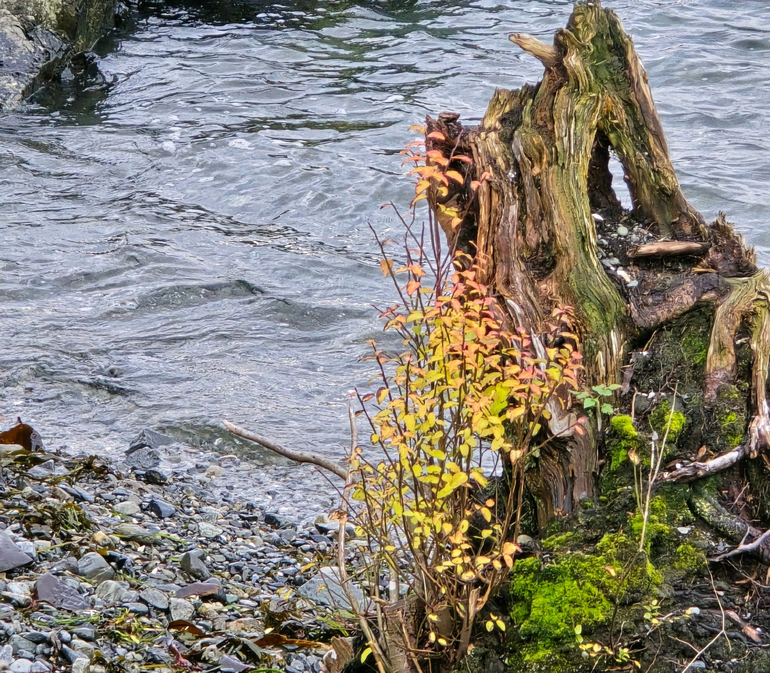 22 Pentecost/Year C - November 9, 2025