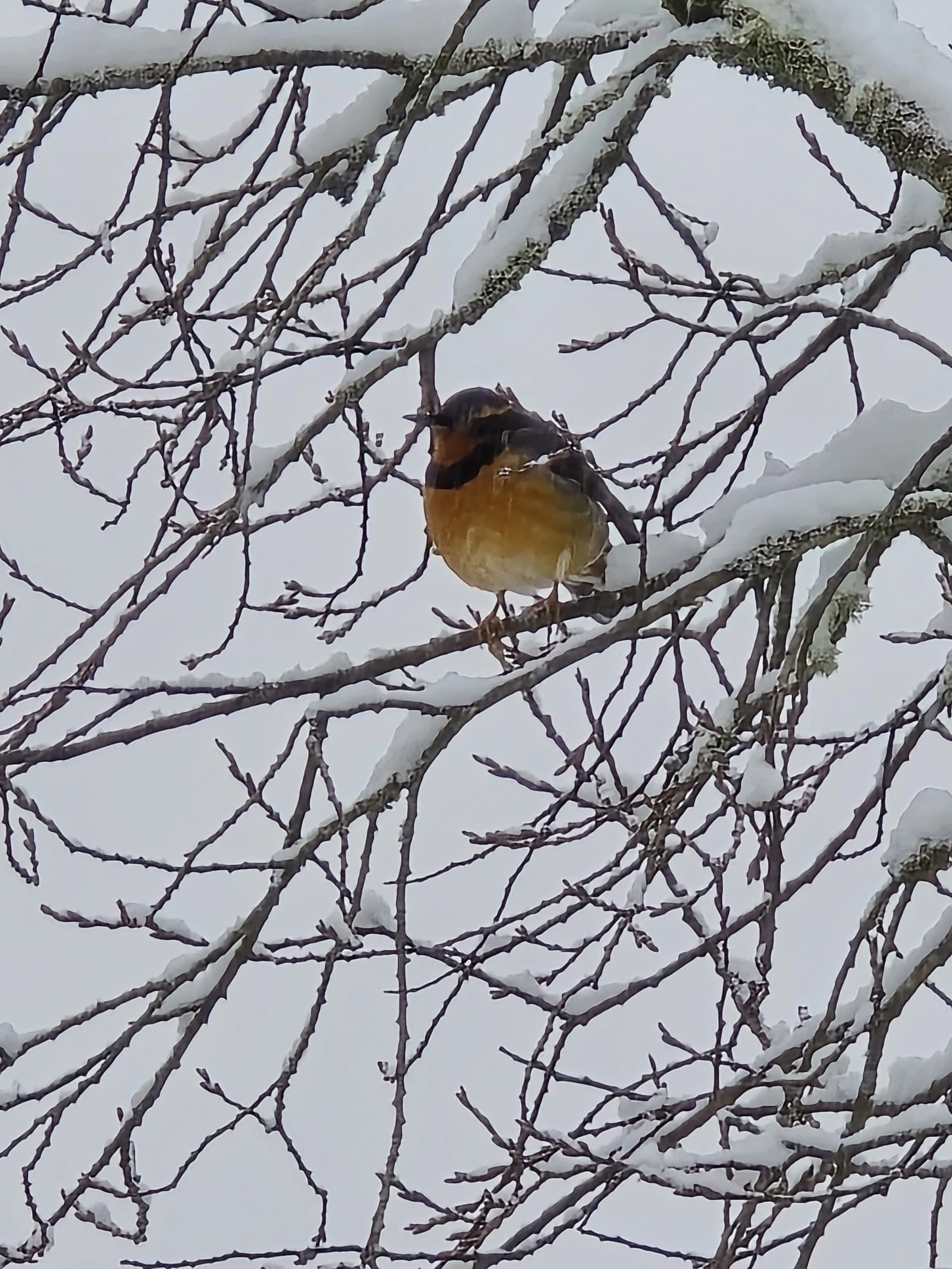 Second Sunday in Lent/Year A - March 1, 2026