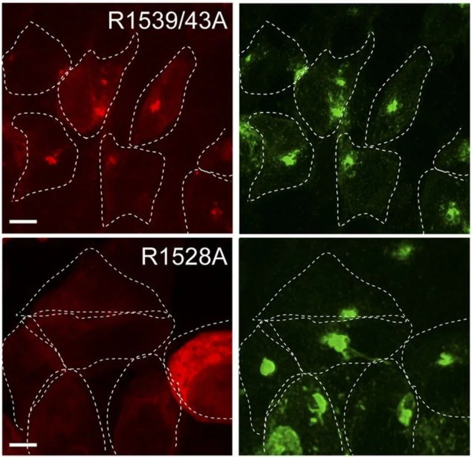 PFeffer Other Pic.jpg