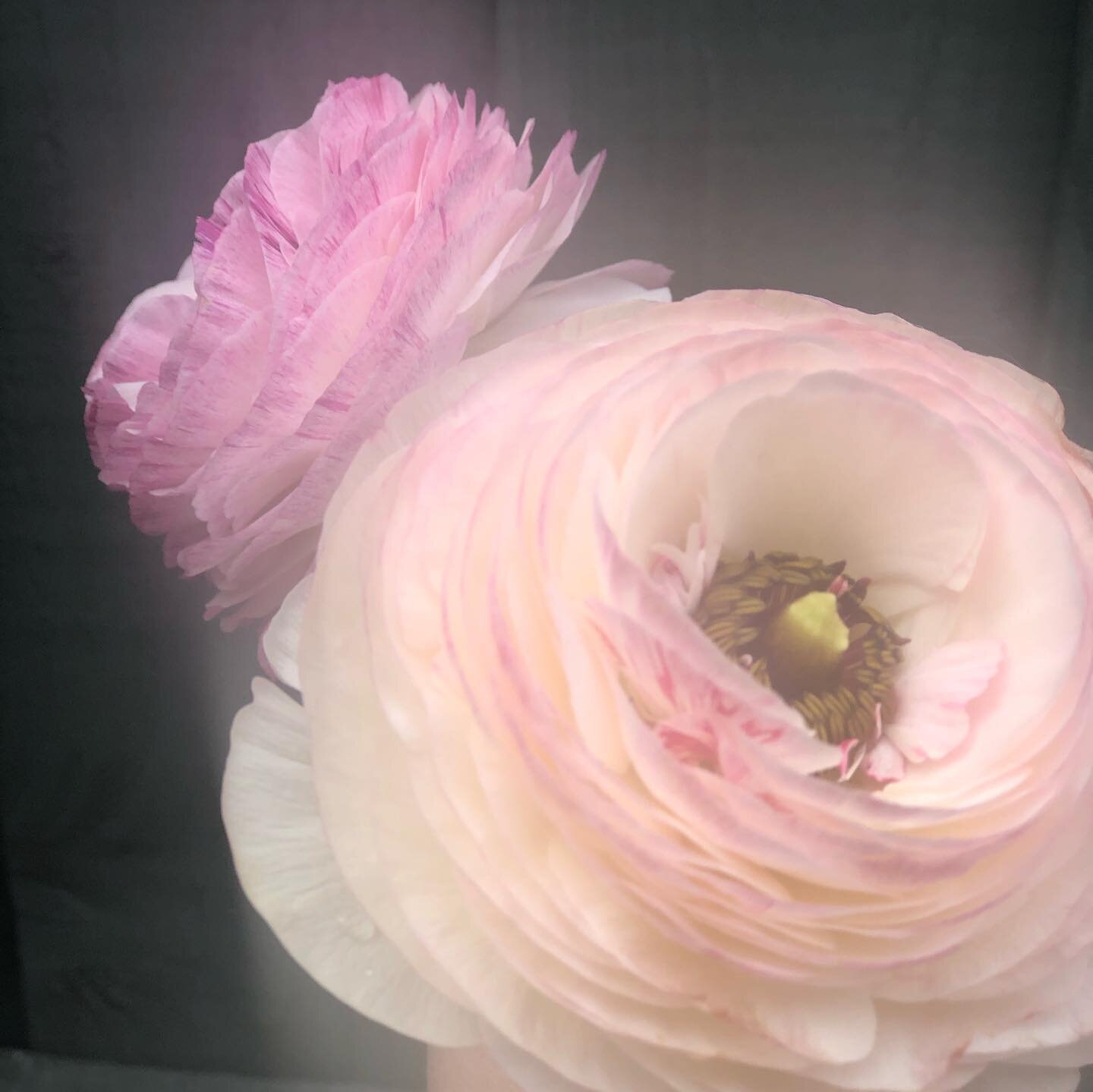 Can you see their aura 👀 

#nofilter
#ranunculus
#ranunculi 
#mygarden
#focusonflowers
#dreamy