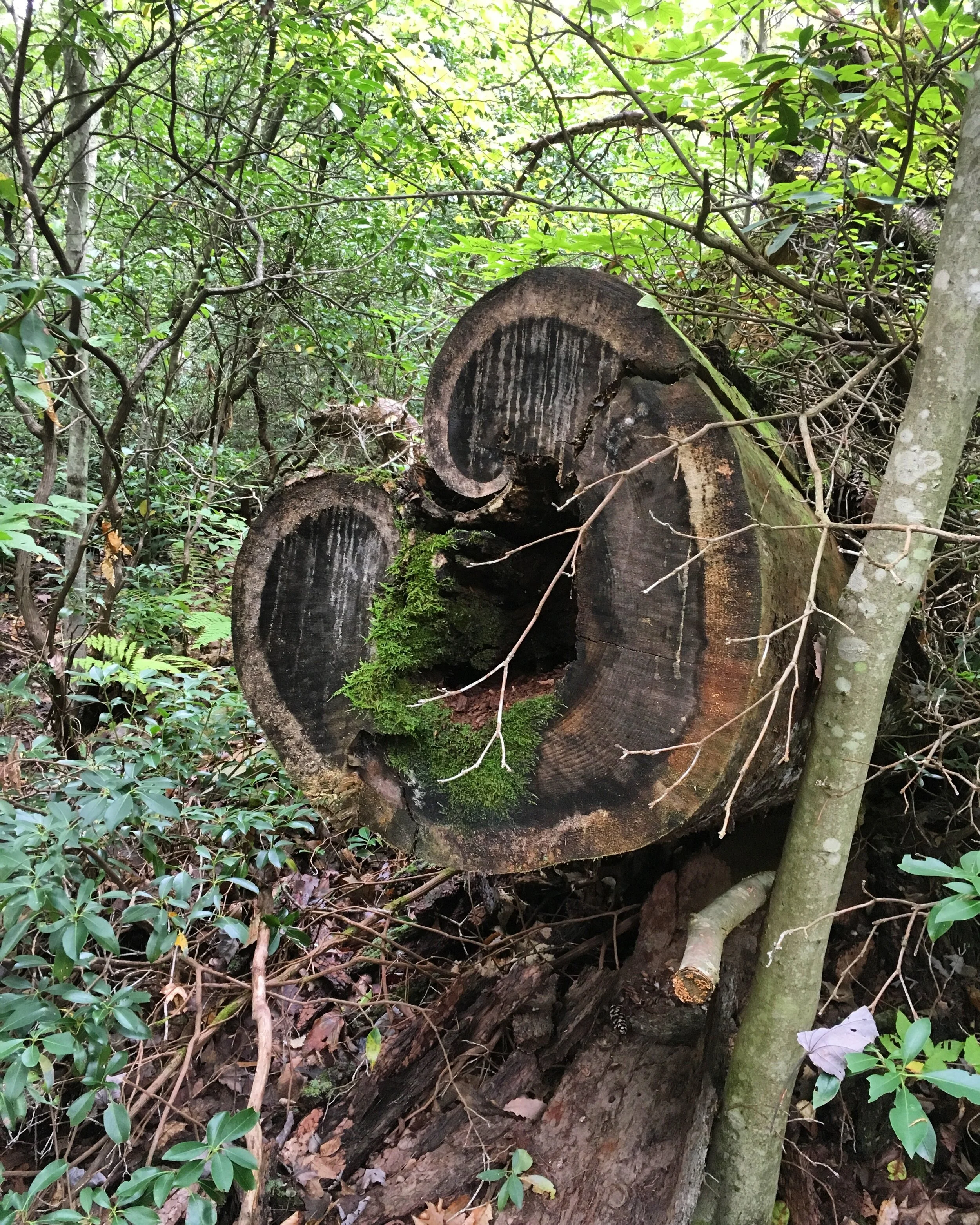 mindfulness meditation group 