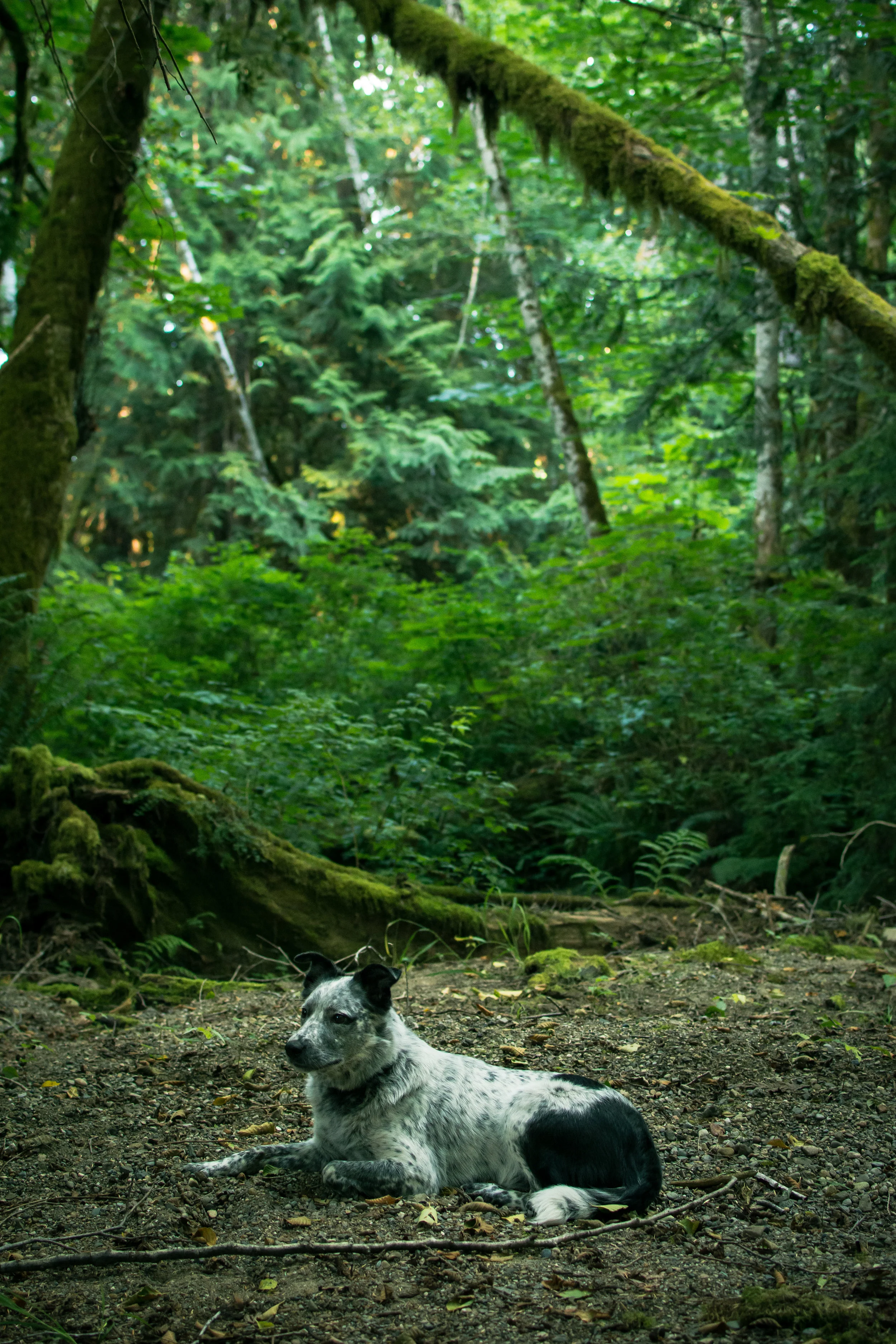 A Mid-Summer Day's Musings