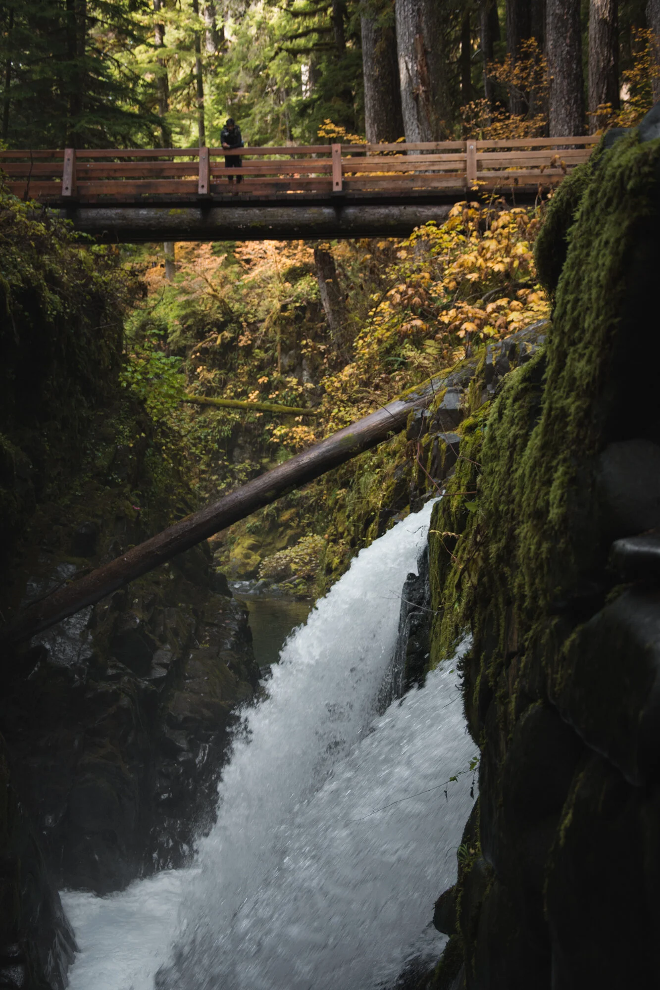 DSC_4650.jpg