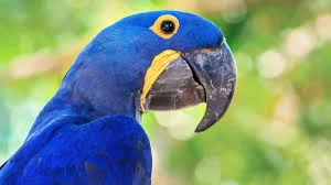 Idea of the Day - Parrot.ai - Listens for your name in a meeting- Notify-Playback the previous 15 seconds.