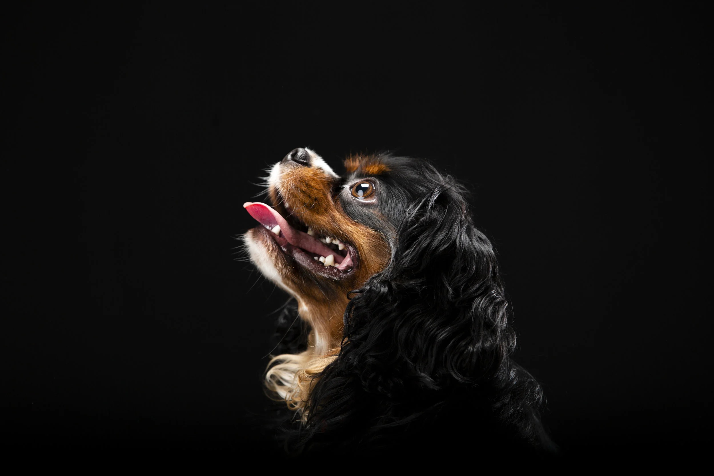 EP+CODOGS45.JPG