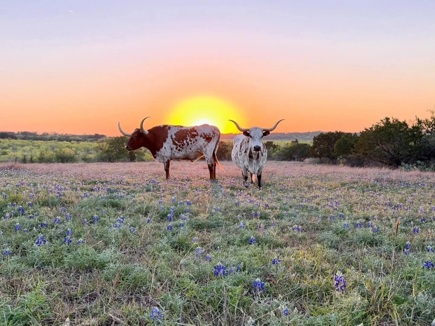 Longhorns + bluebonnets + gorgeous sunset = a little bit of heaven on earth 💛🧡🩷

#texas #bluebonnets #longhorns #goldenhour #harperhillranch