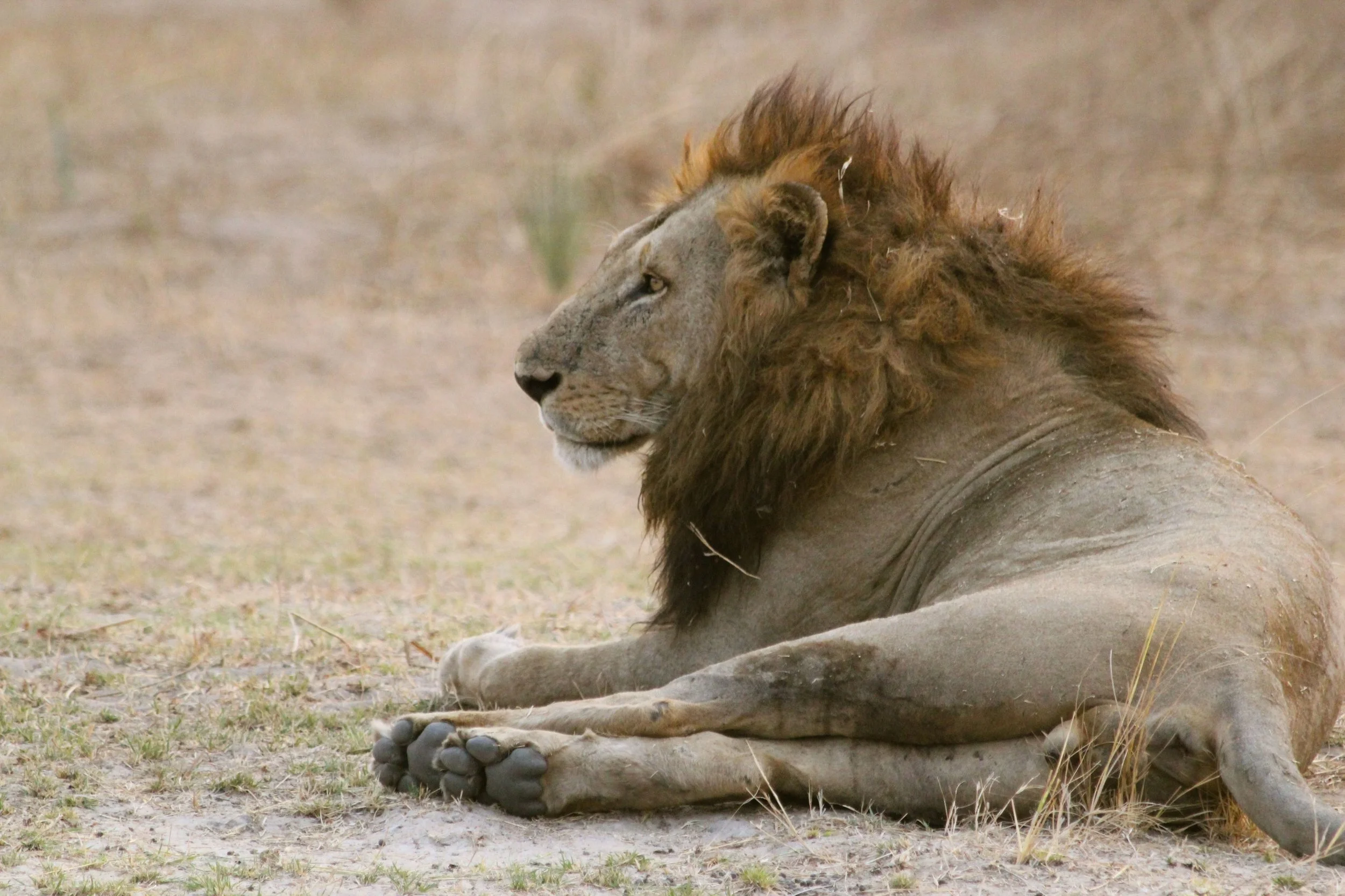 Where's the Justice? Ohio Animal Frenzy Leads to Hapless Killing