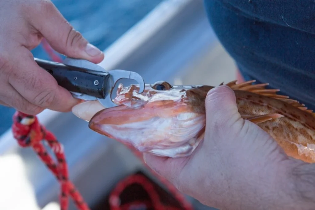 The SeaQualizer Gives Doomed Fish a Fighting Chance