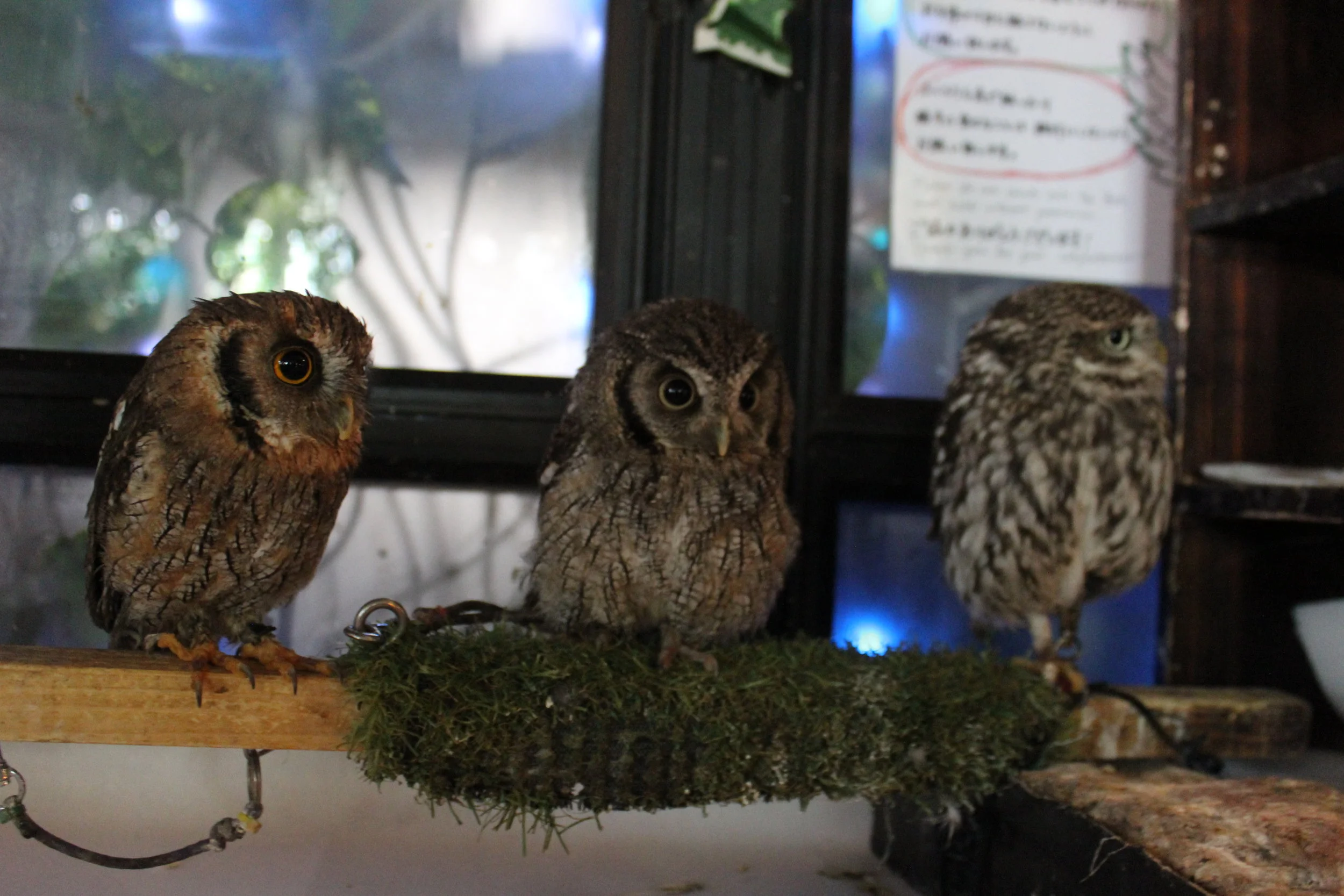 Conservationists get their talons out for Japan's owl cafes