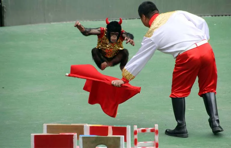 Great apes in Asian circus-style shows on rise — so is trafficking