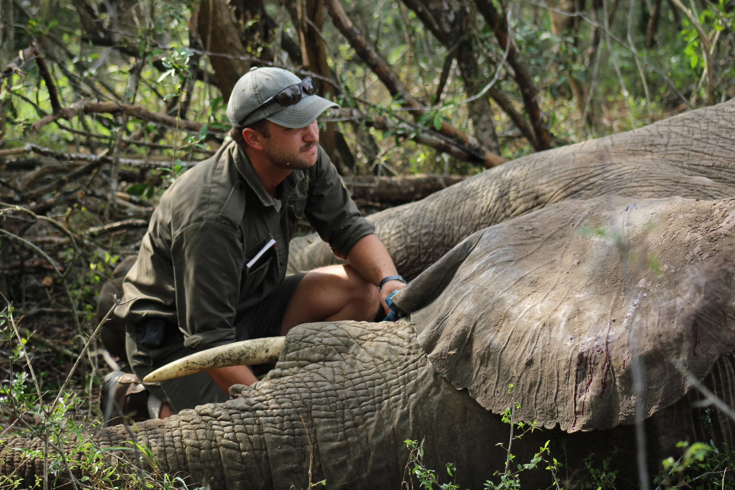 South Africa: A Conservation Thrill