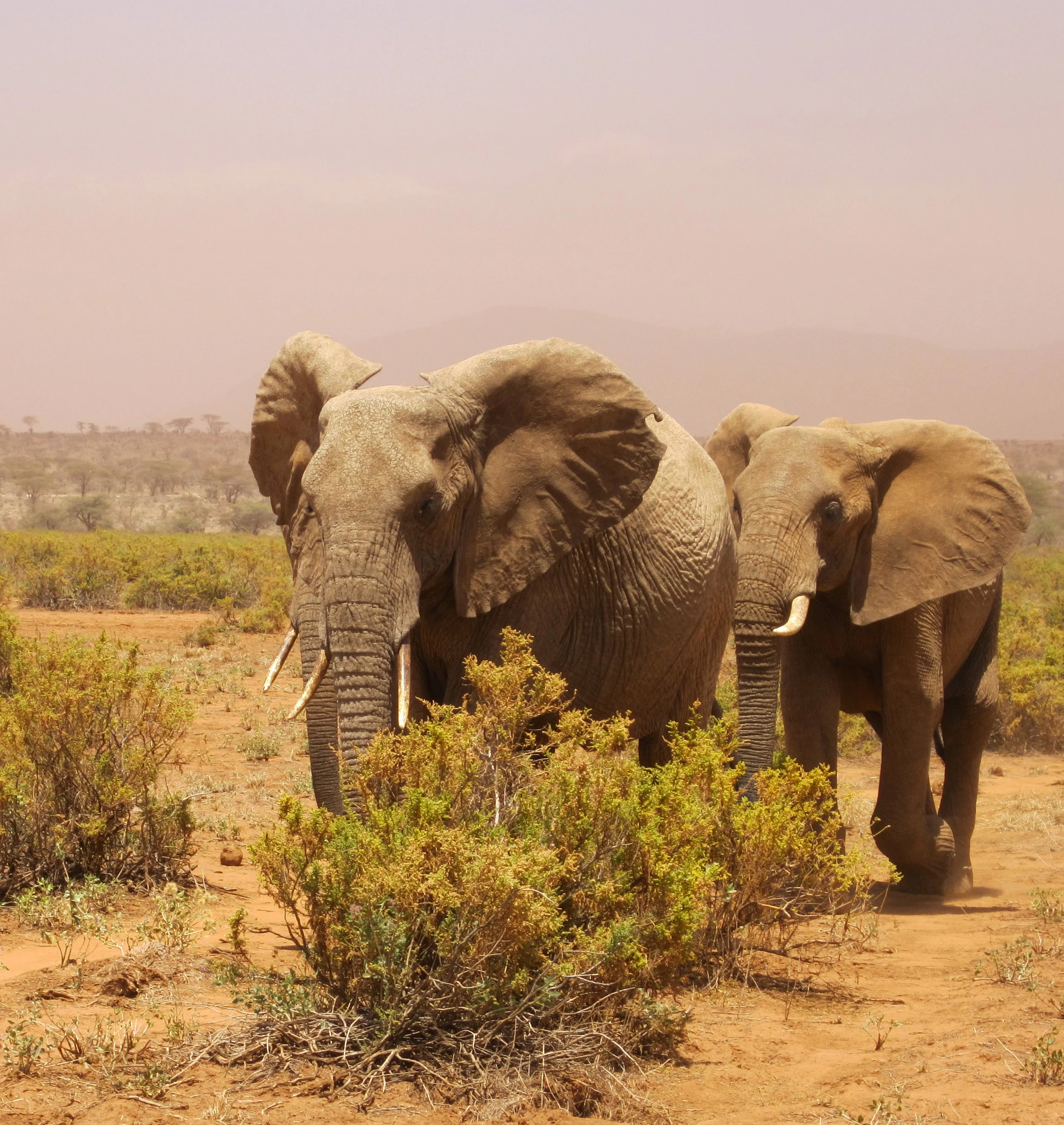 samburu-eles.jpg