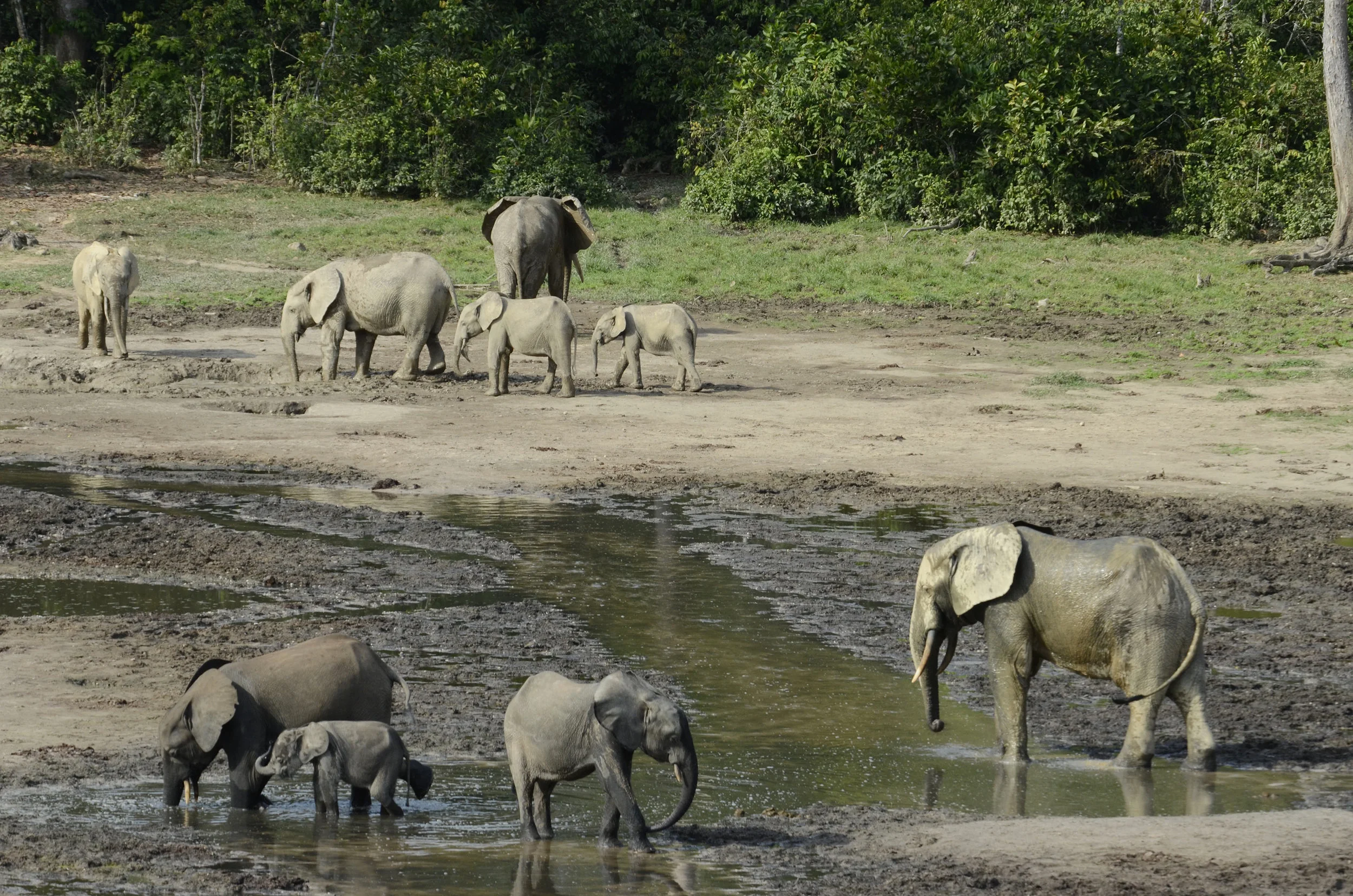 Cristián-Samper_5802_African-Forest-Elephants-Dzanga-Bai-Dzanga-Sangha_CAF_01-23-13.jpg
