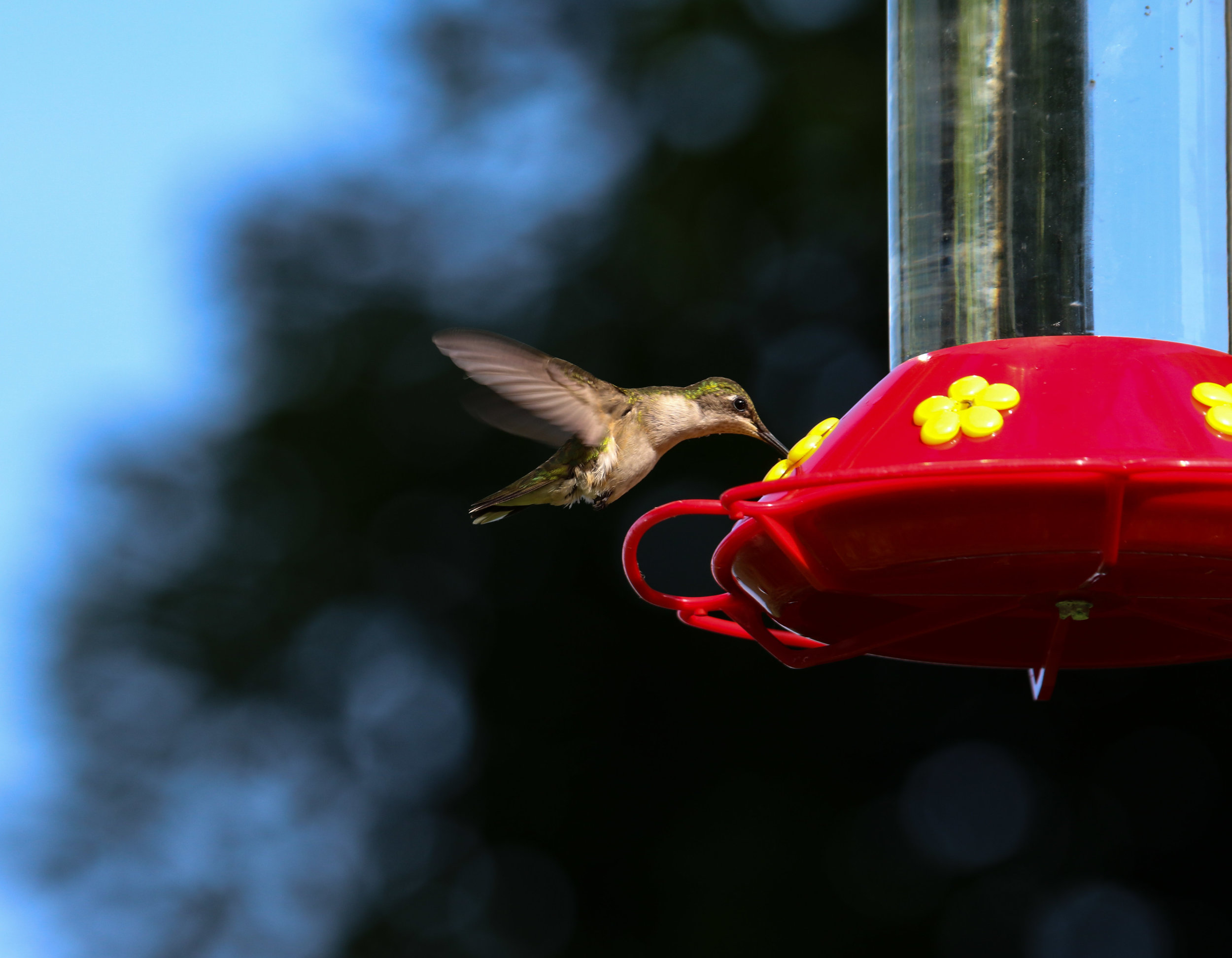 hummingbird mouth in feeder (1 of 1).jpg