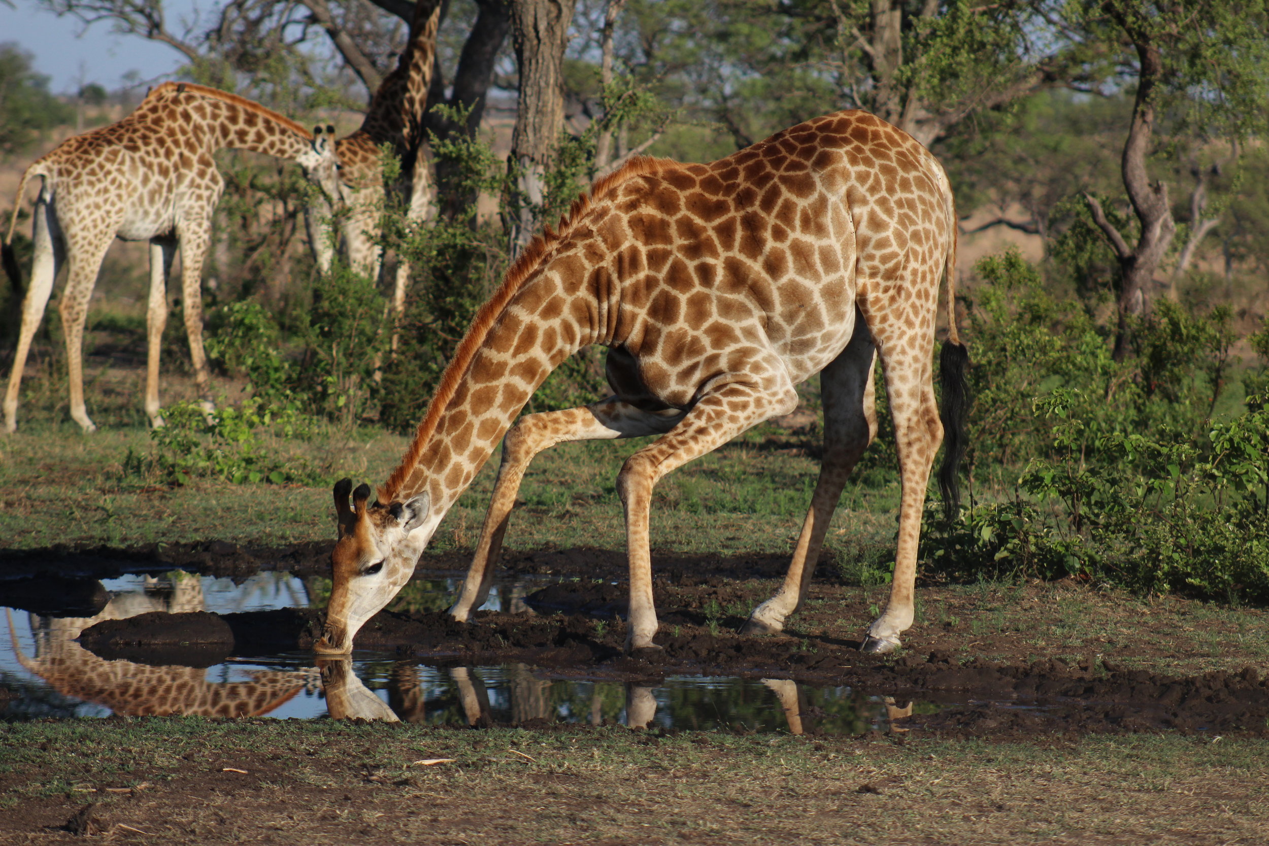 giraffes south africa safari.JPG