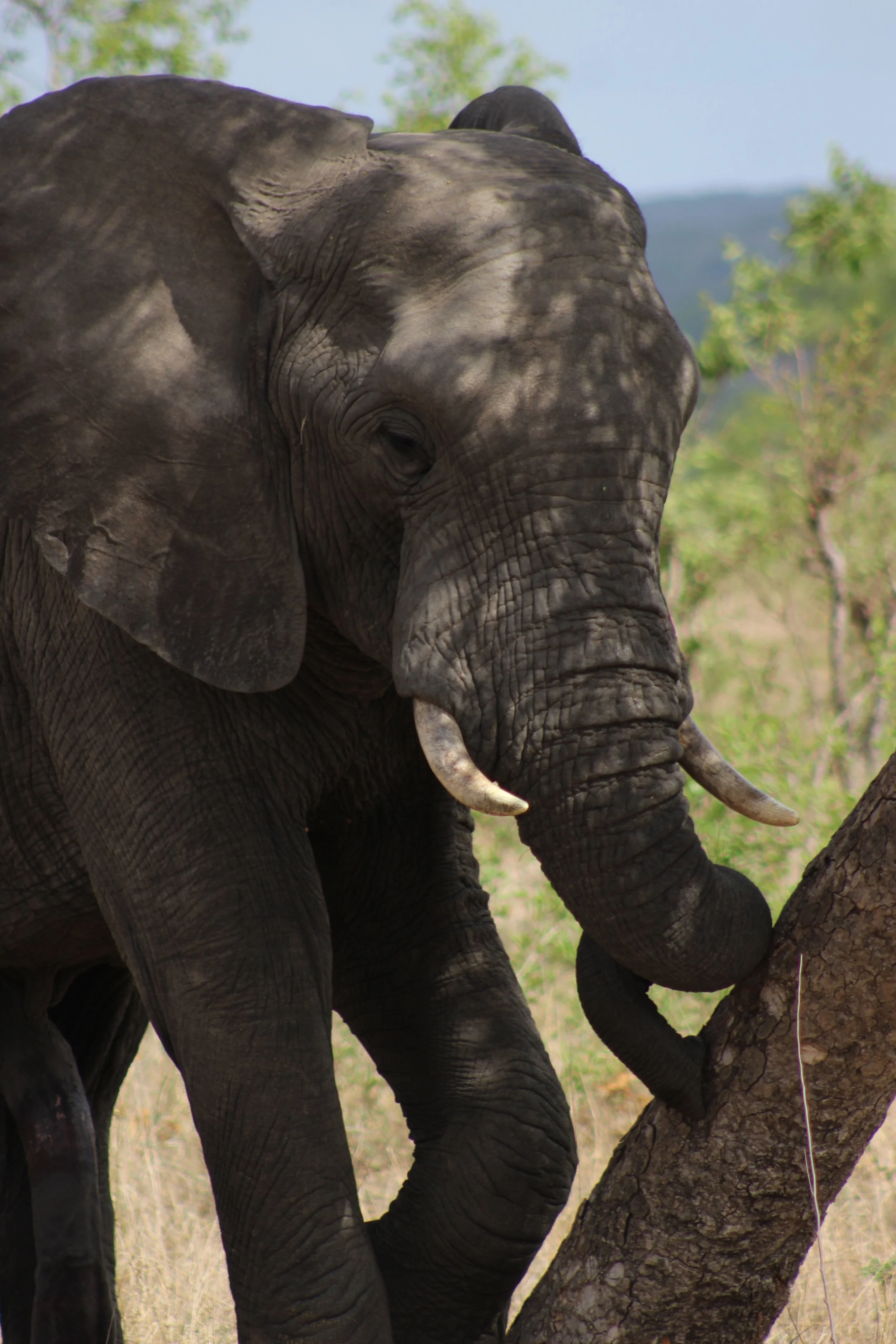 elephant south africa safari.jpg
