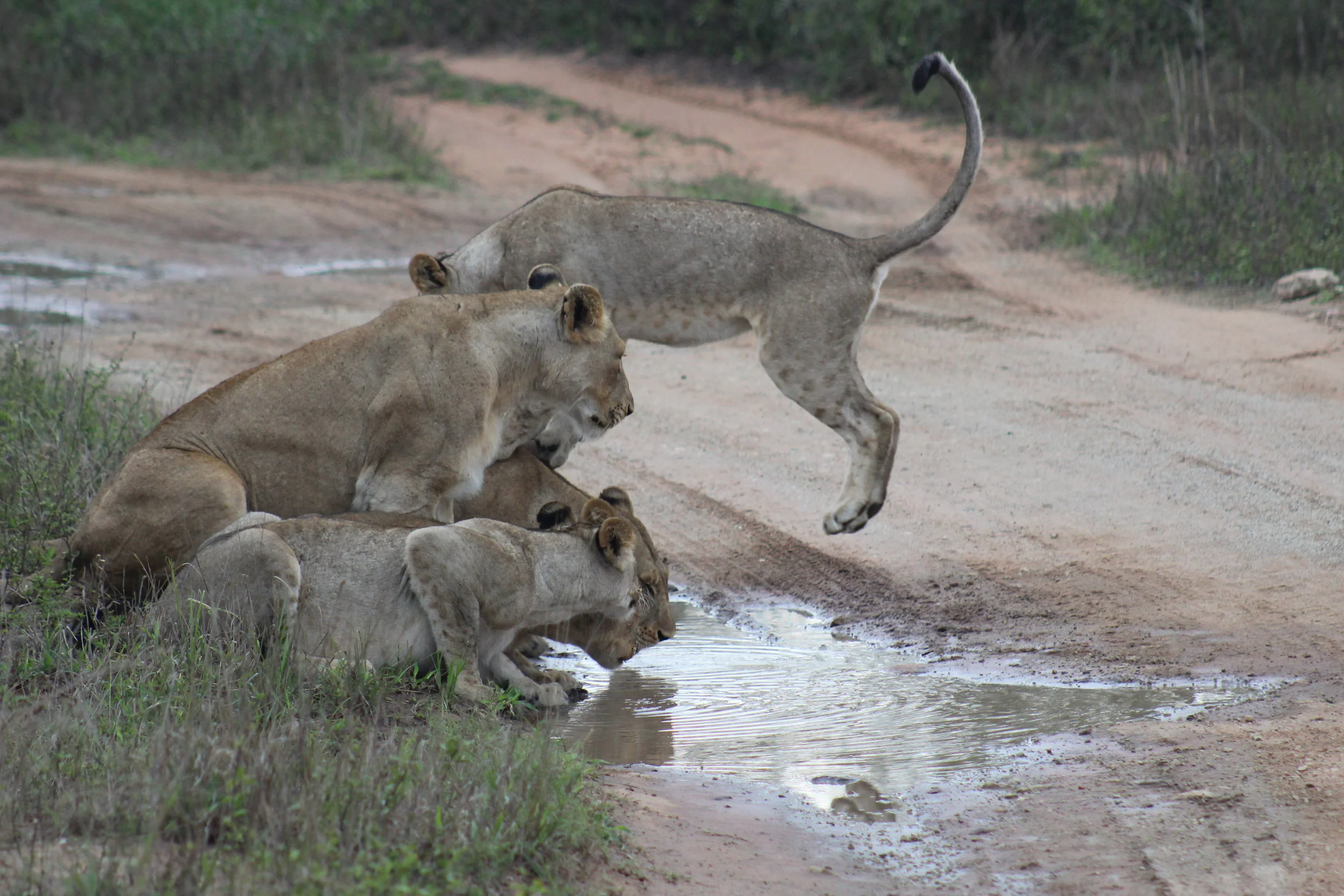 leaping lion south africa safari.JPG