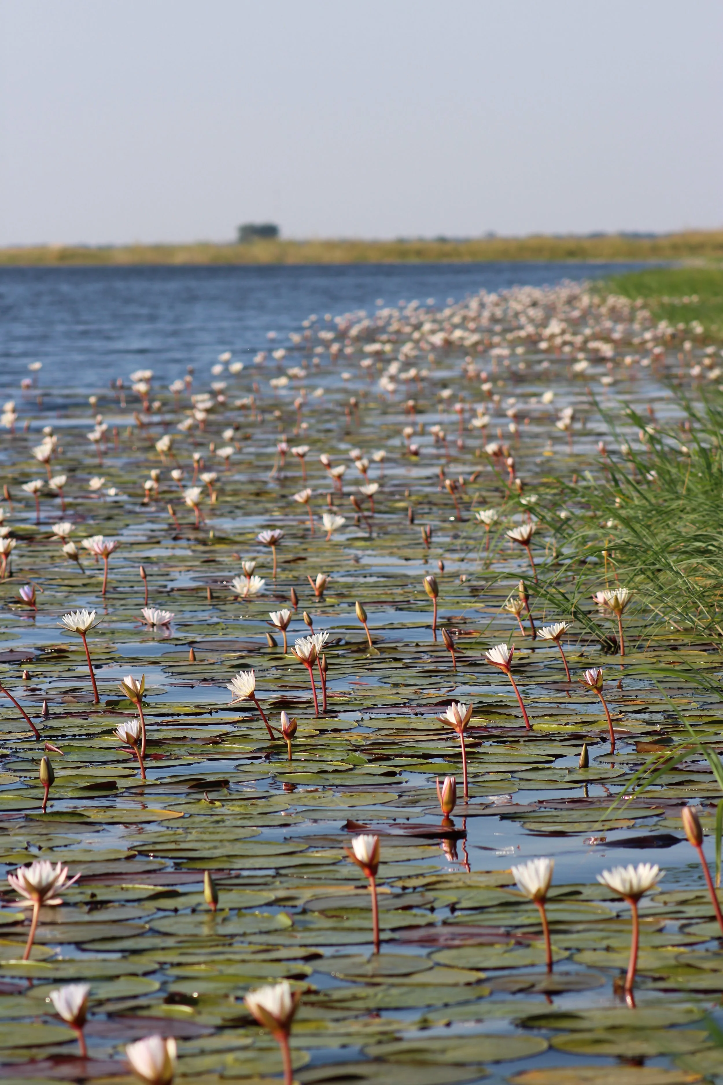 chobe river botswana.jpg