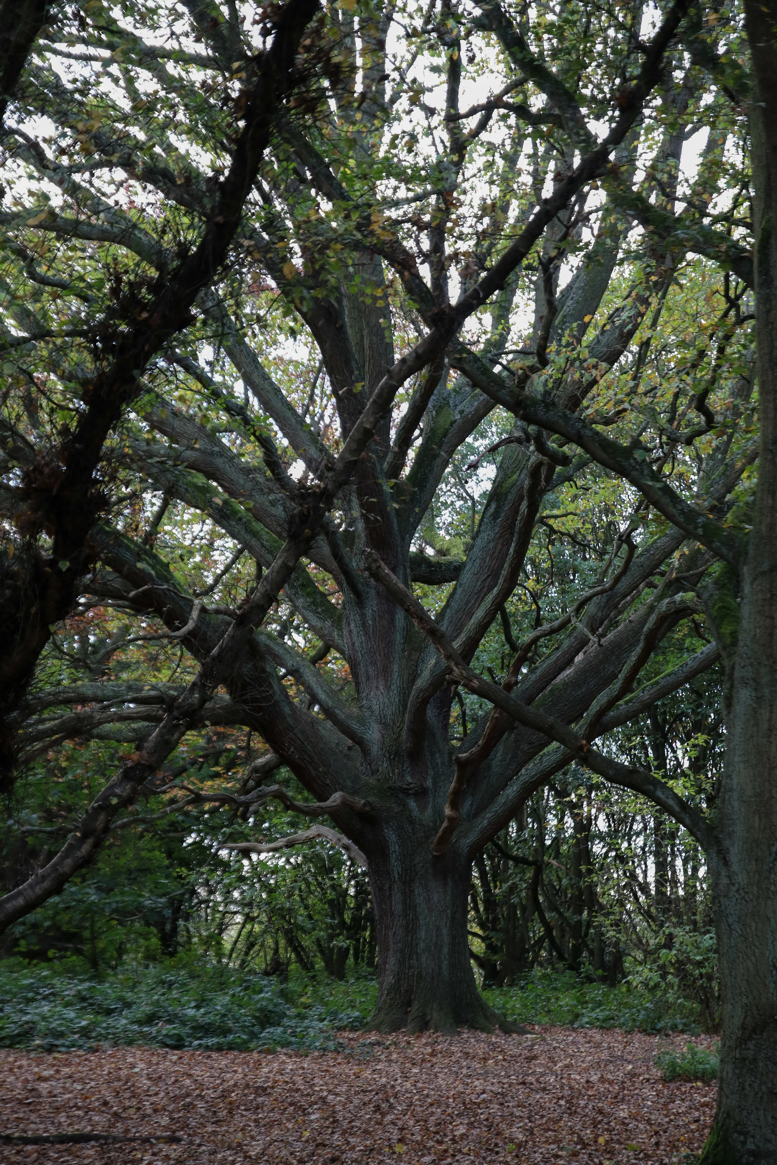 criss cross lines tree hampstead heath (1 of 1).jpg