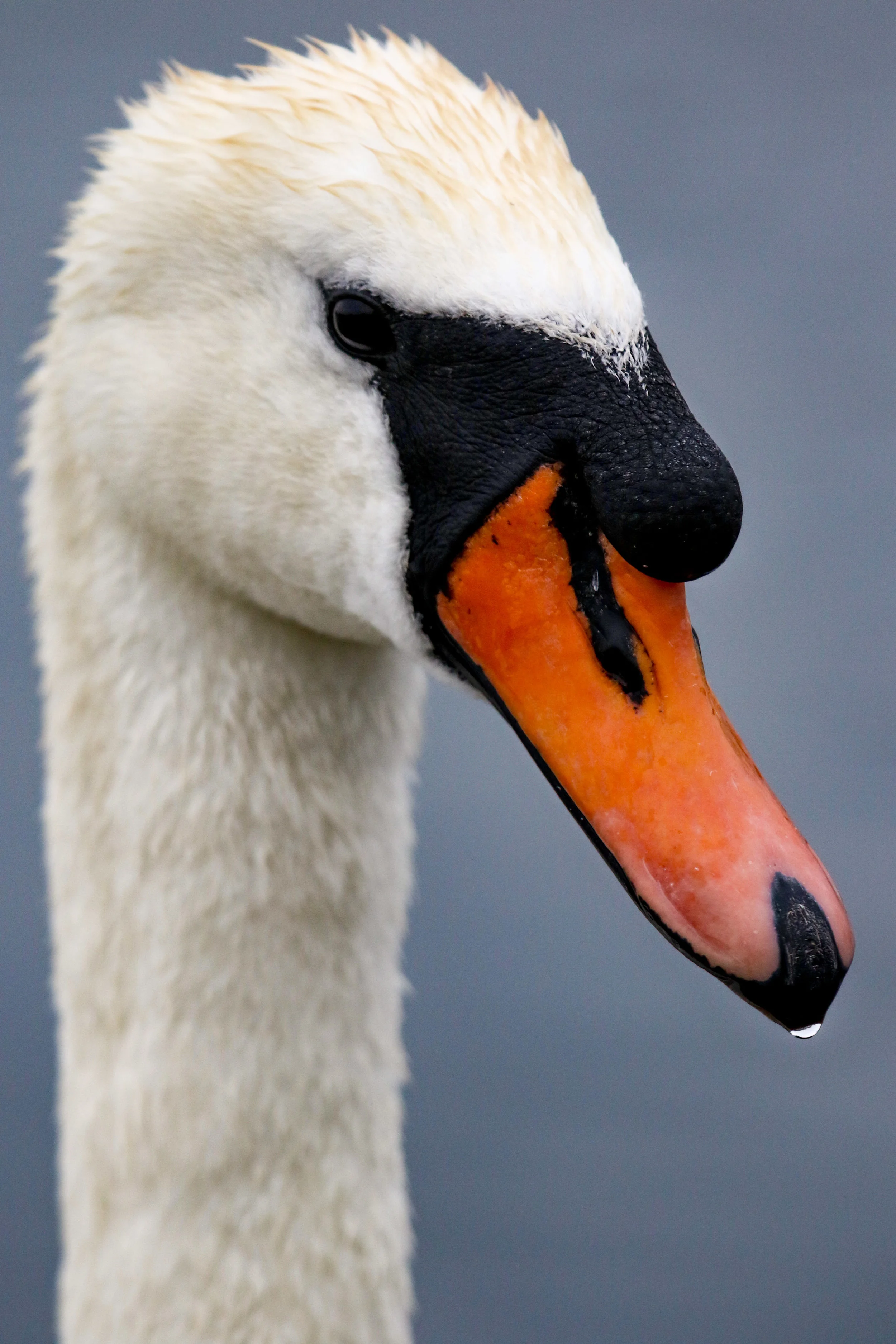 swan close up (1 of 1).jpg