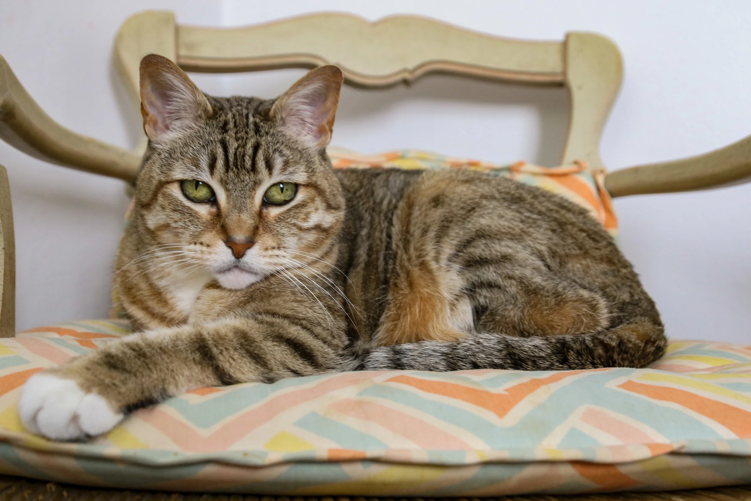 tabby cat.jpg