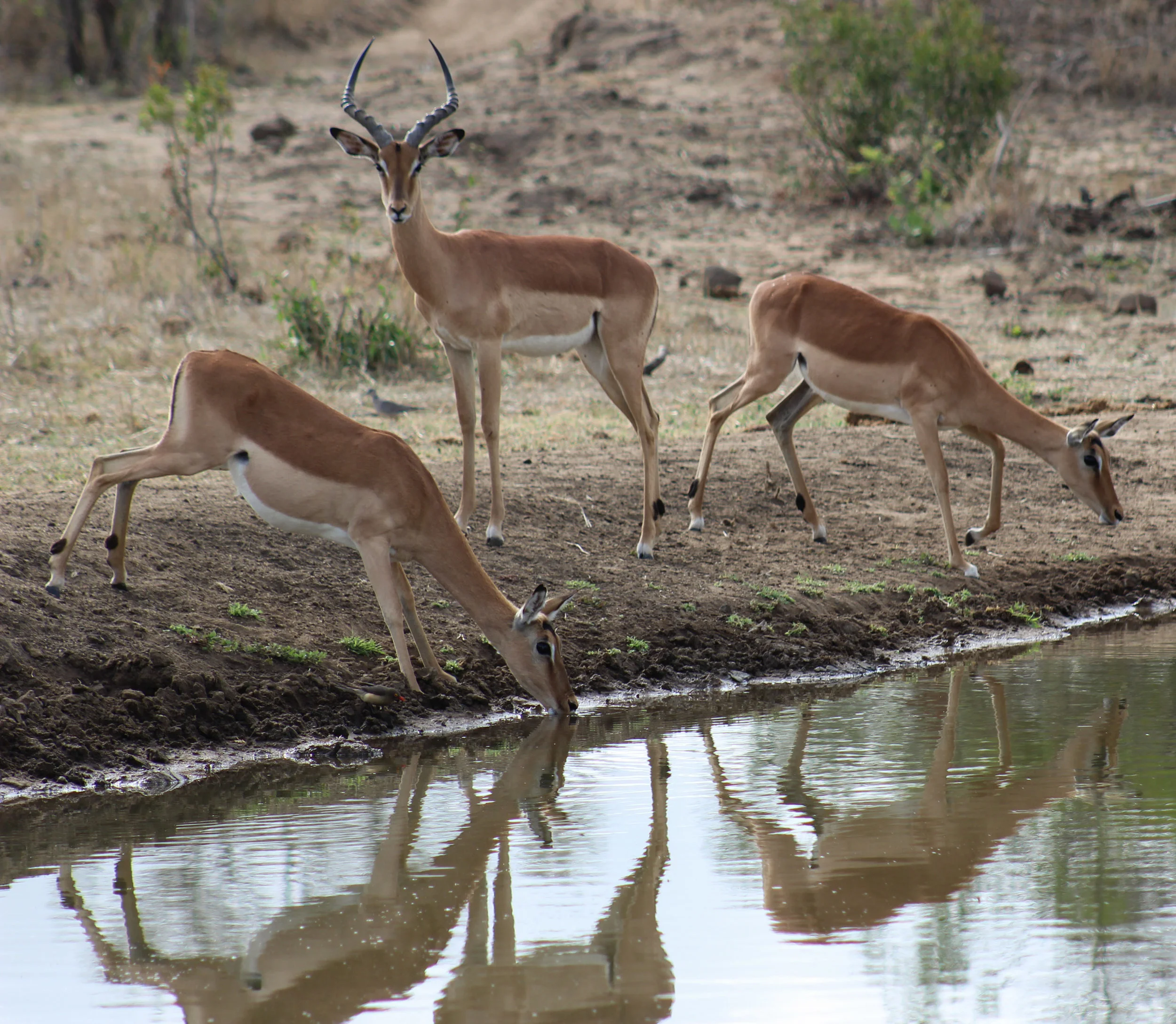Impalas water hole south africa (1 of 1).jpg
