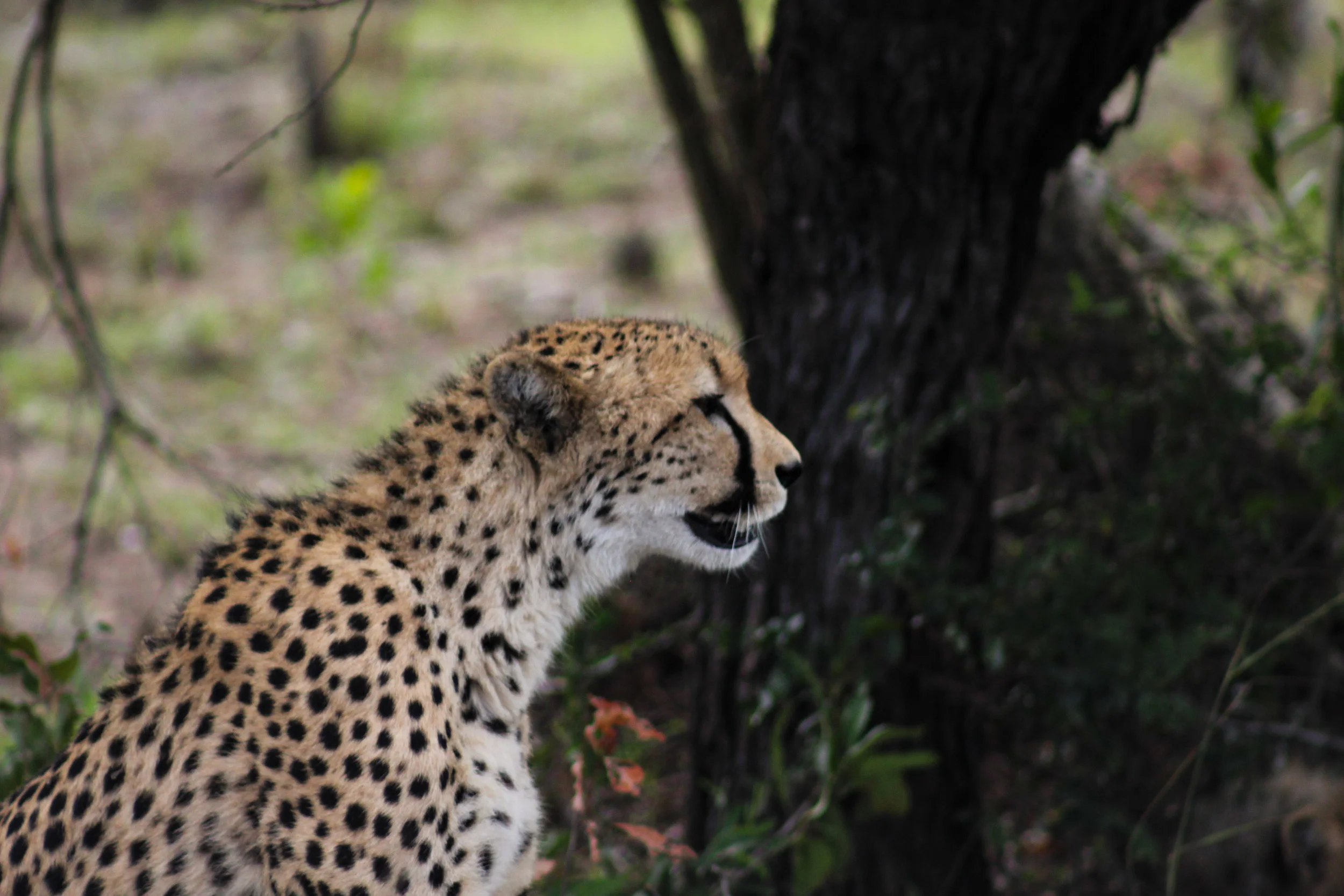 Cheetah Side View Phinda South Africa (1 of 1).jpg