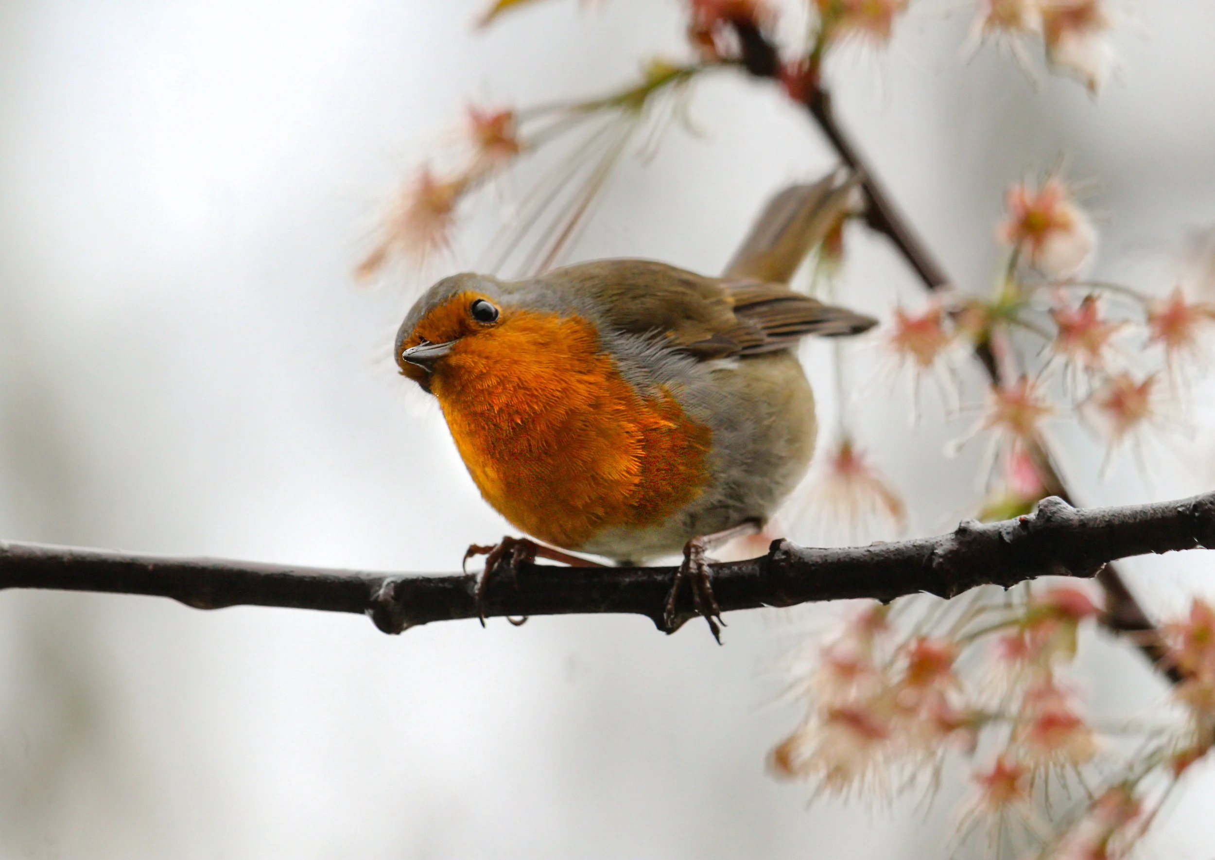 Rainy Day Robin MCK (1 of 1).jpg