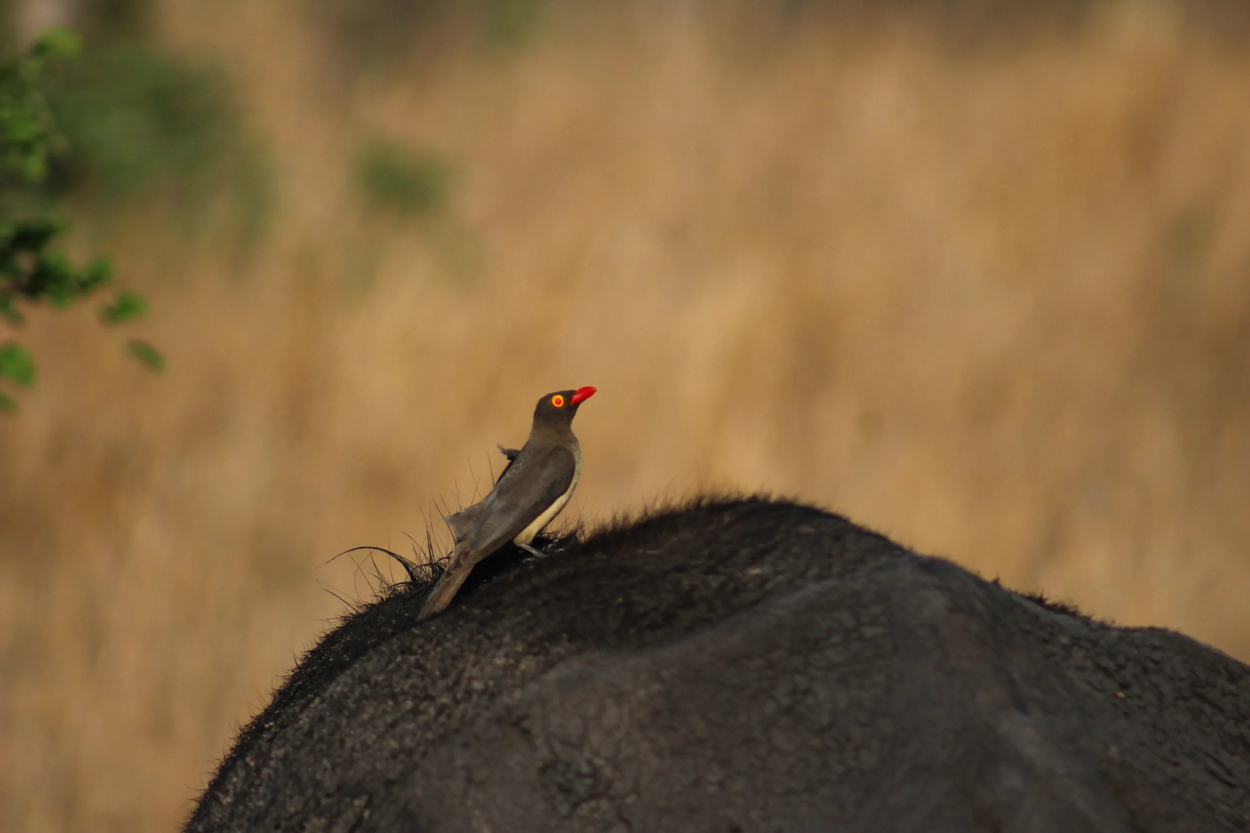 Oxpecker buffalo _ SA (1 of 1).jpg