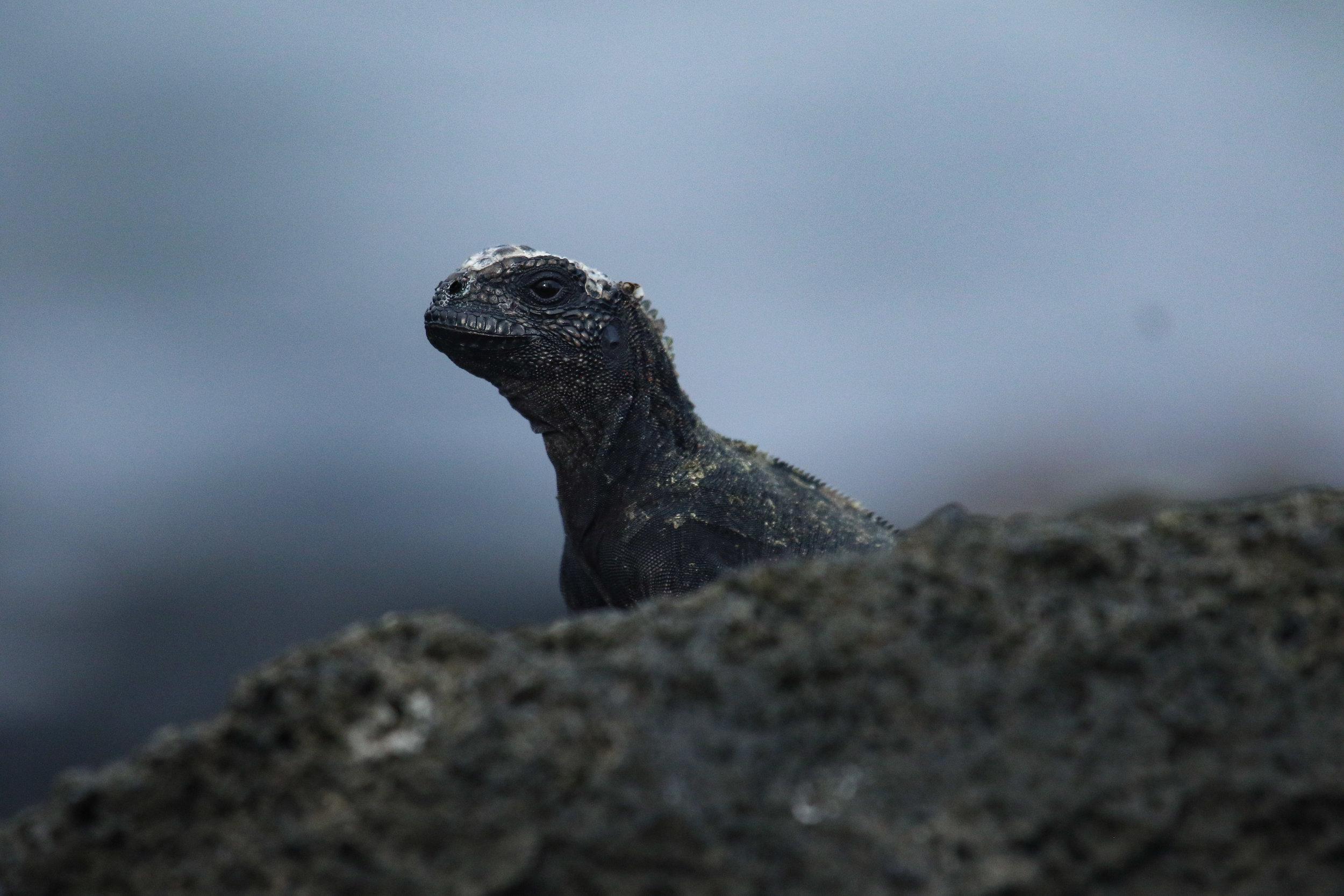 Young Marine Iguana Galapagos Islands Ecuador by Millie Kerr -1.jpg