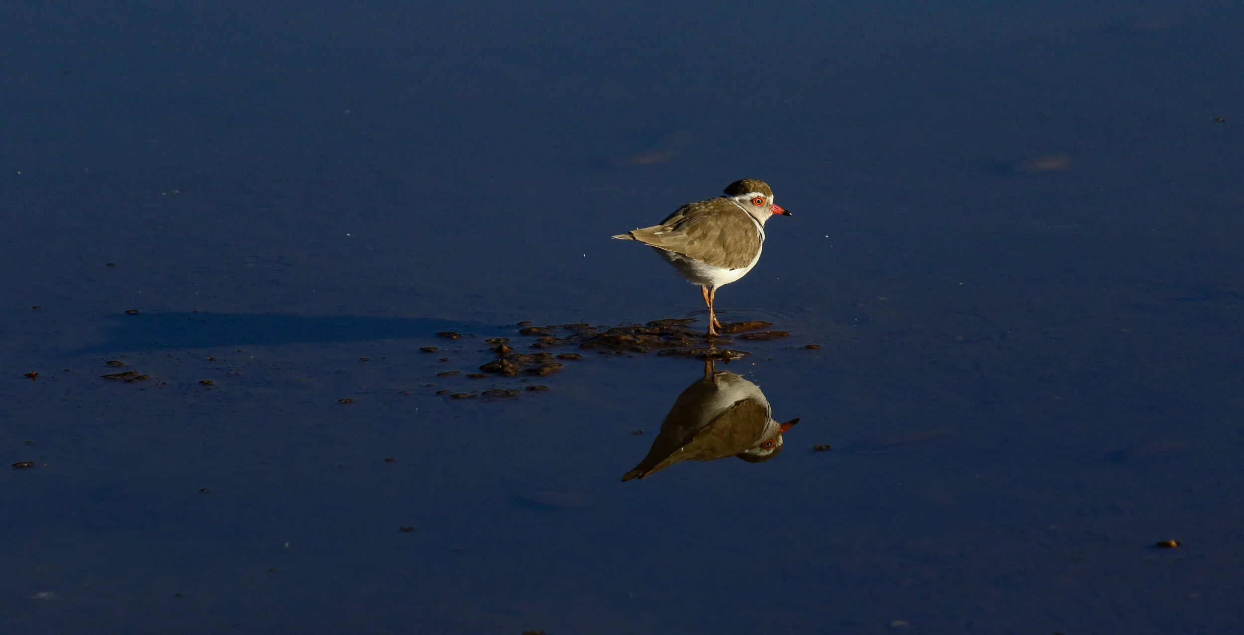 Three-banded plover Lower Zambezi Zambia by Millie Kerr-1.jpg