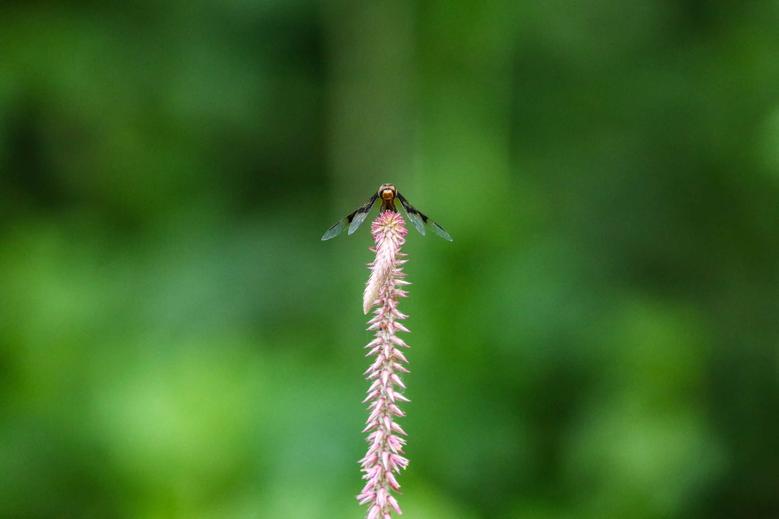 Unknown insect on pink stem Akagera Rwanda by Millie Kerr-1.jpg